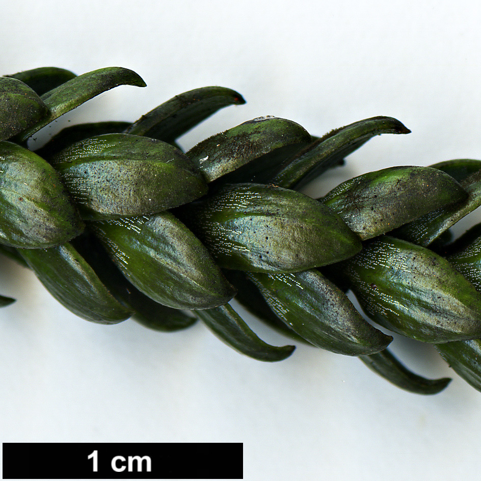 High resolution image: Family: Araucariaceae - Genus: Araucaria - Taxon: bernieri